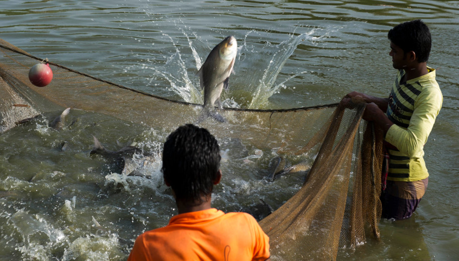Fish farming (Photo Source Google)