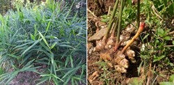 Ginger Cultivation Process