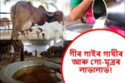 Gir Cow: কেবল দুগ্ধ উৎপাদনেই নহয়; গীৰ গাইৰ  গো-মূত্ৰৰো আছে অসংখ্য  লাভালাভ! Gir Cow: কেবল দুগ্ধ উৎপাদনেই নহয়; গীৰ গাইৰ  গো-মূত্ৰৰো আছে অসংখ্য  লাভালাভ!