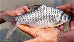 Thai Puthi Fish