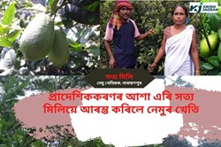 A to Z of the lemon cultivation