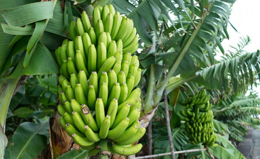 Banana Cultivation Profitable Business for Farmers