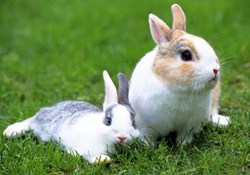 Rabbit Farming