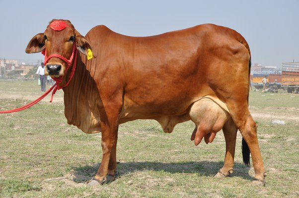 jersey cow