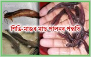শিঙি আৰু মাগুৰ মাছ পালনৰ পদ্ধতি সম্পৰ্কে জানো আহক- শিঙি আৰু মাগুৰ মাছ পালনৰ পদ্ধতি সম্পৰ্কে জানো আহক-