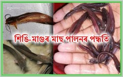 Know how to do snakehead fish Farming