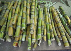 Sugarcane price hike