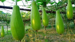 Bottle gaurd cultivation