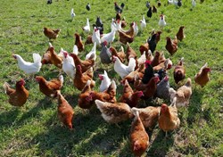 Local Chicken Farming (1)