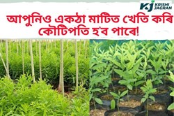 You can easily earn 1 crore rupees by cultivating sandalwood