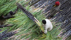 India has left behind Brazil to become the top producer of sugar