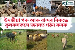 Cow & monkey  problem