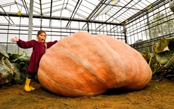 Huge pumpkin record