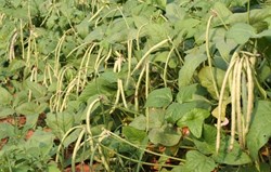 Best season for pulse crops