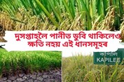 অসম কৃষিবিশ্ববিদ্যালয়ে উদ্ভাৱন কৰিছে ধানৰ নতুন প্ৰজাতি