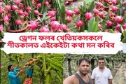 ড্ৰেগন ফলৰ খেতিয়কসকলে শীতকালত এইকেইটা কথা মন কৰিব