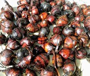 পথাৰত পোৱা চেঁচোৰৰো আছে ঔষধী গুণ