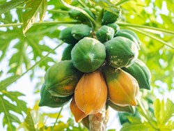 Papaya Farming