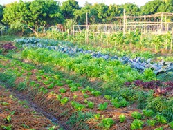 Organic farming schemes