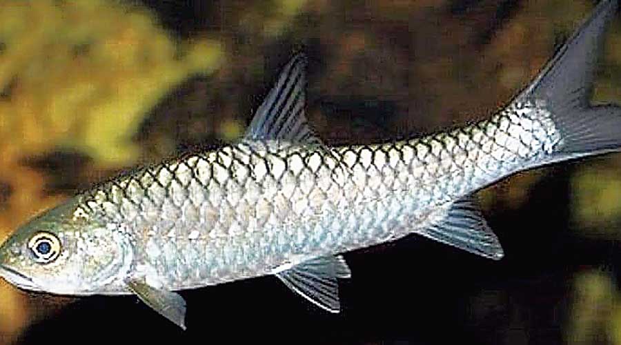 Sikkim Declares Katley as state Fish