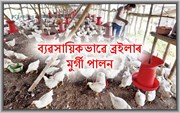 ব্যৱসায়িক ভিত্তিত ব্ৰইলাৰ মুৰ্গী পালনত গুৰুত্বপূৰ্ণ দিশবোৰ ব্যৱসায়িক ভিত্তিত ব্ৰইলাৰ মুৰ্গী পালনত গুৰুত্বপূৰ্ণ দিশবোৰ