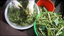 Health Benefit of Colocasia