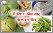 ঔটেঙা, ঢেকীয়া আৰু পচলাৰ কথাৰে ঔটেঙা, ঢেকীয়া আৰু পচলাৰ কথাৰে