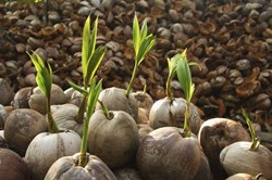 Know About Coconut Planting