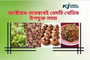 অসমত ধেমচি খেতিৰ সম্ভাৱনাৰ 