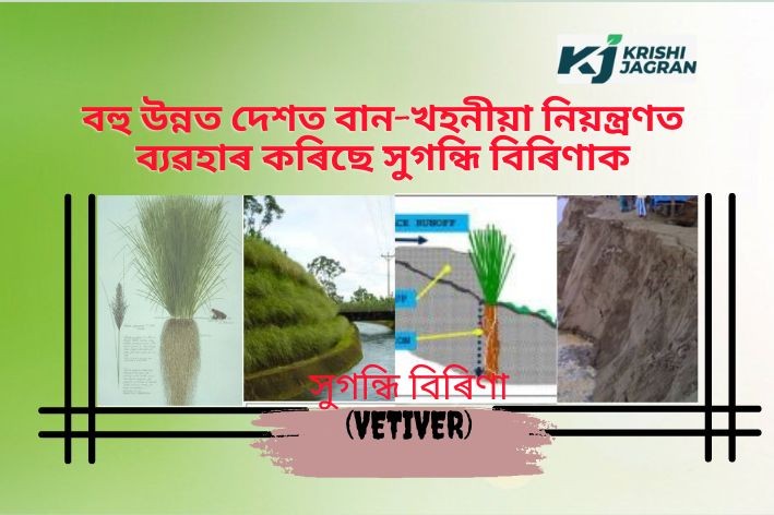 Vetiver Grass Technology for Flood