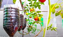 Tomato in plastic bottle