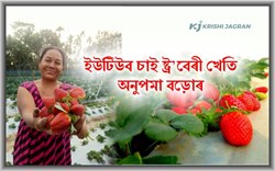 Chaigaon Successful Strawberry farmer Anupama Bodo