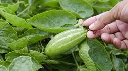 Pointed Gourd Farming (1)