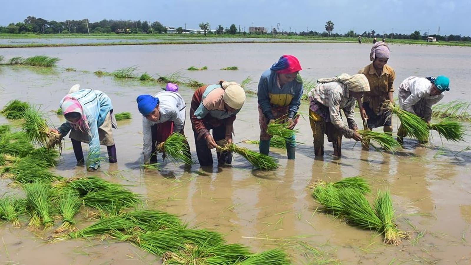 rice cultivation after flood