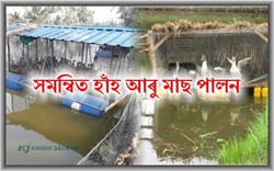 Integrated Duck and Fish  Farming