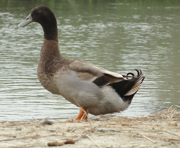 Khaki Campbel Duck, Photo Source- Google