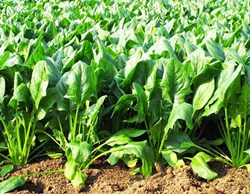 Spinach cultivation