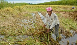 Farmer suicide in maharashtra