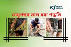 Lemon farming & plantation