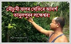 Mosambi Farmer Lakheswar Basumotary Story, Tamulpur