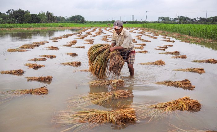 Symbolic Photo, Flood Affected Paddy Field       Source-Google
