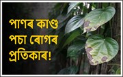 পাণৰ কাণ্ড পচা ৰোগ হ'লে কি কৰিব? জানিবলৈ পঢ়ক