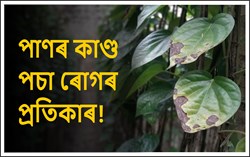 Betel leaf disease