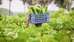 Causes of lowering rate of agriculture production in assam