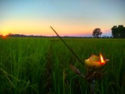 কাইলৈ কাতি বিহুঃ কৃষক ৰাইজৰ ঘৰে ঘৰে লখিমীক আদৰাৰ প্ৰস্তুতি