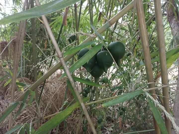 bamboo fruit