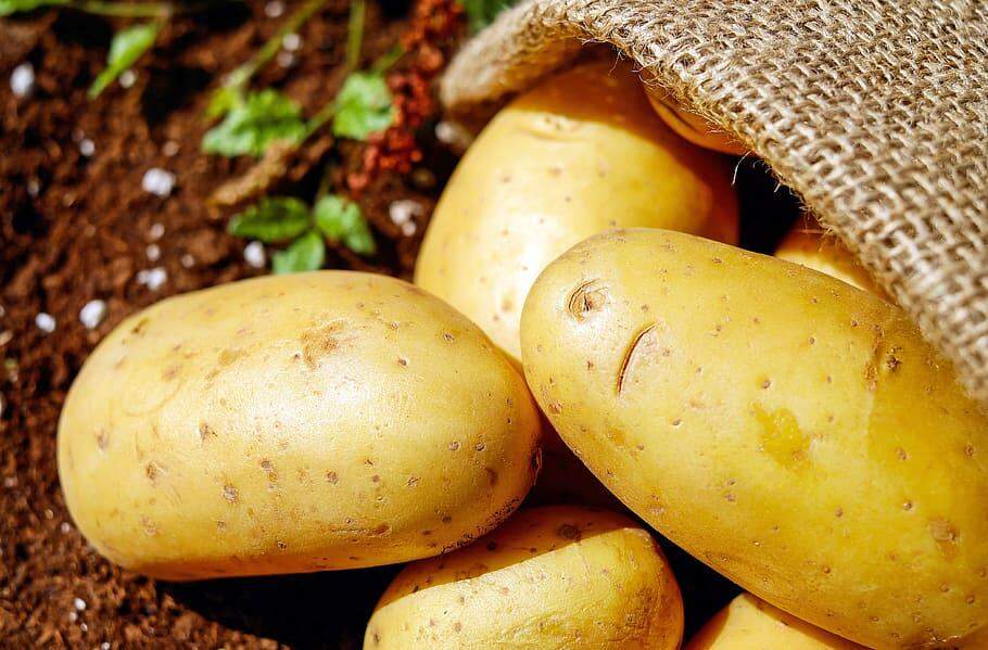 Rise in indian potato export