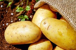 Indian potato export increases