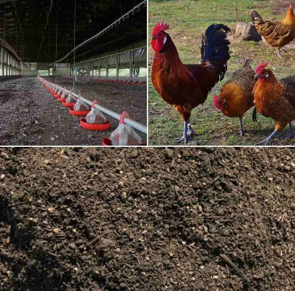 Preparation of fertilizer from chicken feces               Source: Google