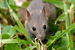 How to keep rats away from crops